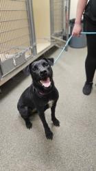 Shelter Stray Female Dog last seen Wing stop and bigby on high street, Hamilton, OH, 1820 Princeton Rd, Hamilton, OH 45011, USA
