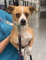 Shelter Stray Female Dog last seen E 37th Terrace and Elmwood Ave, 64128, MO, 7077 Elmwood Ave, Kansas City, MO 64132, USA