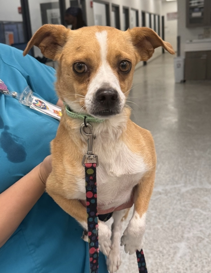 Shelter Stray Female Dog last seen E 37th Terrace and Elmwood Ave, 64128, MO, 7077 Elmwood Ave, Kansas City, MO 64132, USA