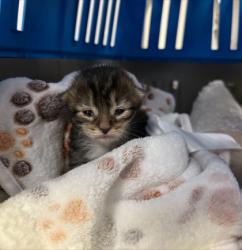 Shelter Stray Unknown Cat last seen Brook Park Elementary, Out of County - Marion, IN, 10501 Hague Rd, Fishers, IN 46038, USA