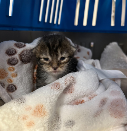 Shelter Stray Unknown Cat last seen Brook Park Elementary, Out of County - Marion, IN, 10501 Hague Rd, Fishers, IN 46038, USA