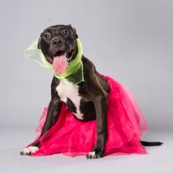 Shelter Stray Female Dog last seen Near HEMPHILL SCHOOL RD NW, Atlanta, GA, 1251 Fulton Industrial Blvd NW, Atlanta, GA 30336, USA