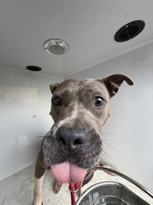Shelter Stray Female Dog last seen Near Saint Michale Ave, Atlanta, GA, 1251 Fulton Industrial Blvd NW, Atlanta, GA 30336, USA