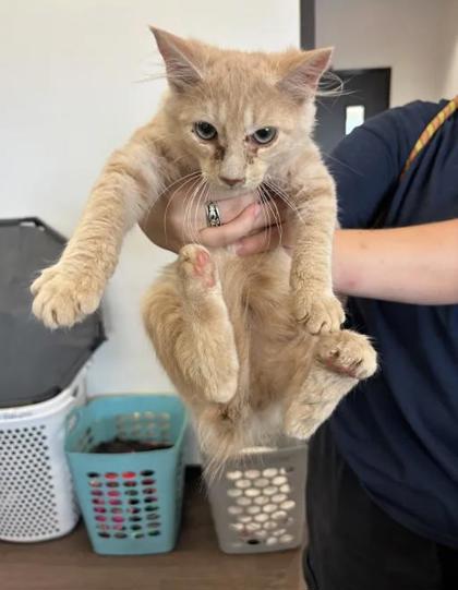 Shelter Stray Male Cat last seen Near Lenox RD NE, Atlanta, GA, 1251 Fulton Industrial Blvd NW, Atlanta, GA 30336, USA