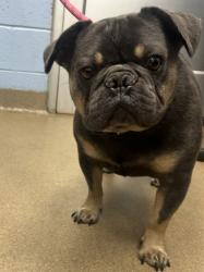 Shelter Stray Male Dog last seen Decatur, 30058, GA, 3280 Chamblee Dunwoody Rd, Chamblee, GA 30341, USA