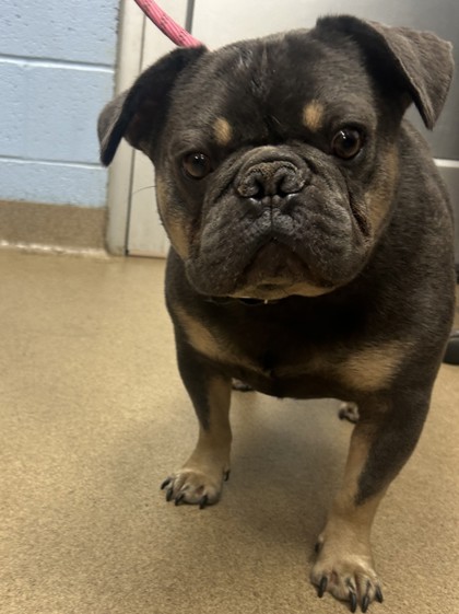 Shelter Stray Male Dog last seen Decatur, 30058, GA, 3280 Chamblee Dunwoody Rd, Chamblee, GA 30341, USA