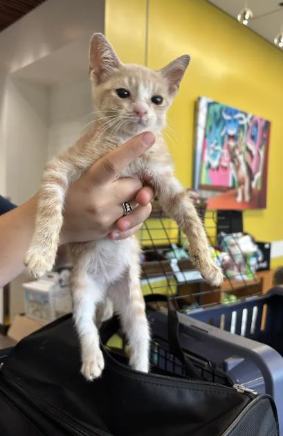 Shelter Stray Male Cat last seen Near Lenox RD NE, Atlanta, GA, 1251 Fulton Industrial Blvd NW, Atlanta, GA 30336, USA