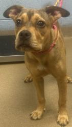 Shelter Stray Female Dog last seen Near Johnson Dr, Stone Mountain, GA 30087, 30087, GA, 3280 Chamblee Dunwoody Rd, Chamblee, GA 30341, USA