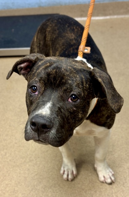Shelter Stray Male Dog last seen Near Crescent Centre Blvd, 30084, GA, 3280 Chamblee Dunwoody Rd, Chamblee, GA 30341, USA