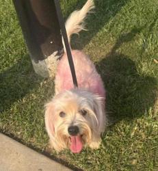 Shelter Stray Male Dog last seen Near Timbers East Dr Lithonia Ga 30083, 30083, GA, 3280 Chamblee Dunwoody Rd, Chamblee, GA 30341, USA