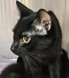 Shelter Stray Female Cat last seen Near Peachtree Place Pkwy, Atlanta, GA 30360, 30360, GA, 3280 Chamblee Dunwoody Rd, Chamblee, GA 30341, USA