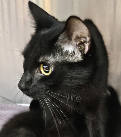 Shelter Stray Female Cat last seen Near Peachtree Place Pkwy, Atlanta, GA 30360, 30360, GA, 3280 Chamblee Dunwoody Rd, Chamblee, GA 30341, USA