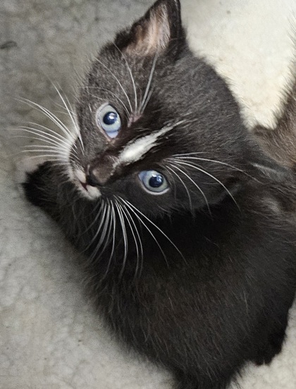Shelter Stray Unknown Cat last seen Near Peachtree Place Pkwy, Atlanta, GA 30360, 30360, GA, 3280 Chamblee Dunwoody Rd, Chamblee, GA 30341, USA