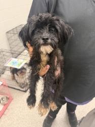 Shelter Stray Female Dog last seen S Monroe St and Wicomico St, 21230, MD, 2490 Giles Rd, Baltimore, MD 21225, USA