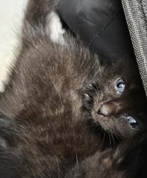 Shelter Stray Unknown Cat last seen Near Peachtree Place Pkwy, Atlanta, GA 30360, 30360, GA, 3280 Chamblee Dunwoody Rd, Chamblee, GA 30341, USA