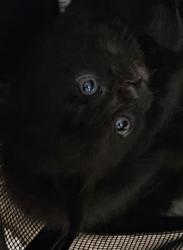 Shelter Stray Unknown Cat last seen Near Peachtree Place Pkwy, Atlanta, GA 30360, 30360, GA, 3280 Chamblee Dunwoody Rd, Chamblee, GA 30341, USA