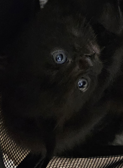 Shelter Stray Unknown Cat last seen Near Peachtree Place Pkwy, Atlanta, GA 30360, 30360, GA, 3280 Chamblee Dunwoody Rd, Chamblee, GA 30341, USA