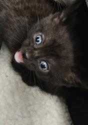 Shelter Stray Unknown Cat last seen Near Peachtree Place Pkwy, Atlanta, GA 30360, 30360, GA, 3280 Chamblee Dunwoody Rd, Chamblee, GA 30341, USA