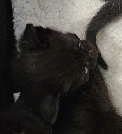 Shelter Stray Unknown Cat last seen Near Peachtree Place Pkwy, Atlanta, GA 30360, 30360, GA, 3280 Chamblee Dunwoody Rd, Chamblee, GA 30341, USA