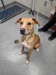 Shelter Stray Male Dog last seen Near Kandy way, Sevier County ACO, TN, 1008 Old Knoxville Hwy, Sevierville, TN 37862, USA