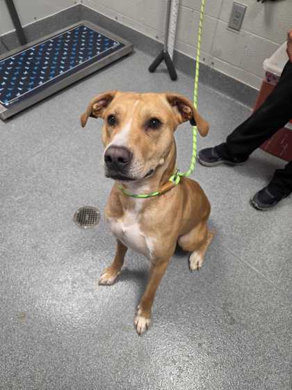 Shelter Stray Male Dog last seen Near Kandy way, Sevier County ACO, TN, 1008 Old Knoxville Hwy, Sevierville, TN 37862, USA