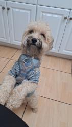 Reunited Male Dog last seen Near nw 1st terr miami Florida, Miami, FL 33125