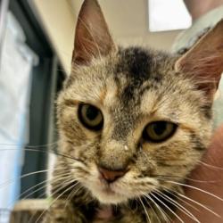 Shelter Stray Female Cat last seen Near East Lake Drive, Skagit County, WA, 18911 Kelleher Rd, Burlington, WA 98233, USA