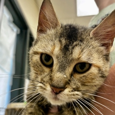 Shelter Stray Female Cat last seen Near East Lake Drive, Skagit County, WA, 18911 Kelleher Rd, Burlington, WA 98233, USA