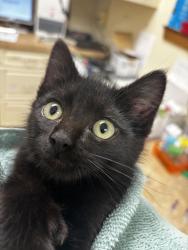 Shelter Stray Male Cat last seen Near Wicker Road, Sedro-Woolley, WA, 18911 Kelleher Rd, Burlington, WA 98233, USA
