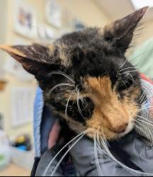 Shelter Stray Female Cat last seen Near Lookout Lane Bow 98232, Skagit County, WA, 18911 Kelleher Rd, Burlington, WA 98233, USA
