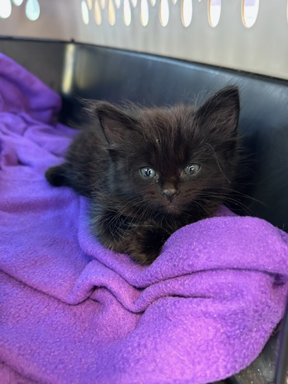 Shelter Stray Male Cat last seen Near Story St, Fort Bliss,, 5001 Fred Wilson Ave, El Paso, TX 79906, USA