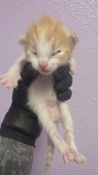 Shelter Stray Male Cat last seen Near charlie smith dr, CITY of El Paso, TX, 5001 Fred Wilson Ave, El Paso, TX 79906, USA