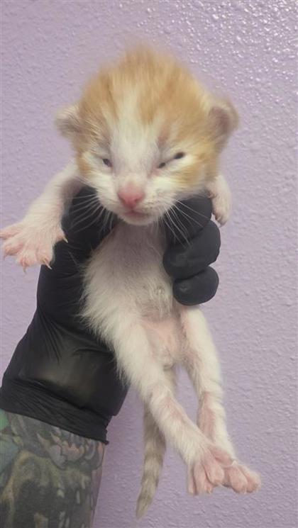 Shelter Stray Male Cat last seen Near charlie smith dr, CITY of El Paso, TX, 5001 Fred Wilson Ave, El Paso, TX 79906, USA