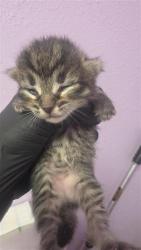Shelter Stray Female Cat last seen Near charlie smith dr, CITY of El Paso, TX, 5001 Fred Wilson Ave, El Paso, TX 79906, USA