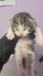 Shelter Stray Male Cat last seen Near charlie smith dr, CITY of El Paso, TX, 5001 Fred Wilson Ave, El Paso, TX 79906, USA
