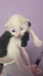 Shelter Stray Male Cat last seen Near charlie smith dr, CITY of El Paso, TX, 5001 Fred Wilson Ave, El Paso, TX 79906, USA