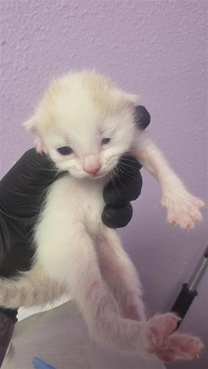 Shelter Stray Male Cat last seen Near charlie smith dr, CITY of El Paso, TX, 5001 Fred Wilson Ave, El Paso, TX 79906, USA