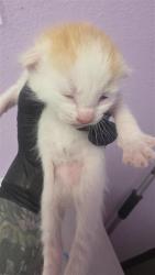 Shelter Stray Male Cat last seen Near charlie smith dr, CITY of El Paso, TX, 5001 Fred Wilson Ave, El Paso, TX 79906, USA
