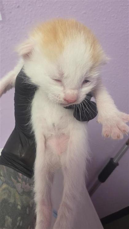 Shelter Stray Male Cat last seen Near charlie smith dr, CITY of El Paso, TX, 5001 Fred Wilson Ave, El Paso, TX 79906, USA