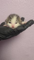 Shelter Stray Female Cat last seen Near charlie smith dr, CITY of El Paso, TX, 5001 Fred Wilson Ave, El Paso, TX 79906, USA