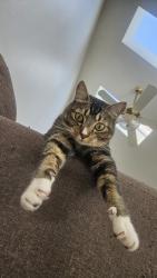 Reunited Male Cat last seen Brookhurst, Talbert, Memorial care hosp, Fountain Valley, CA 92708