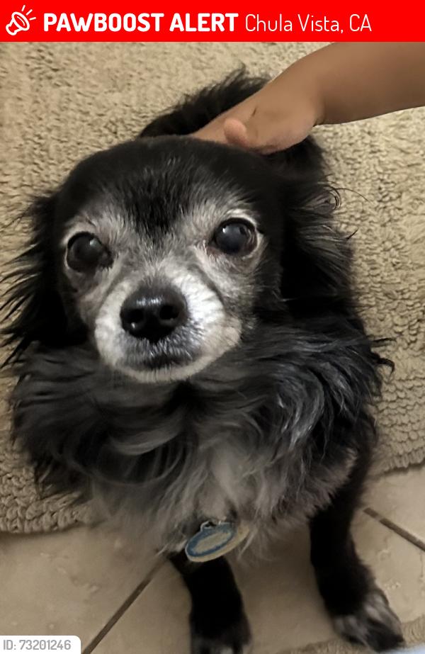 Lost Male Dog last seen Olympic Pkwy, Chula Vista, CA 91911
