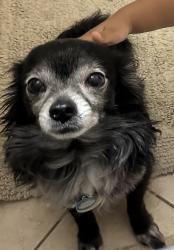 Lost Male Dog last seen Olympic Pkwy, Chula Vista, CA 91911