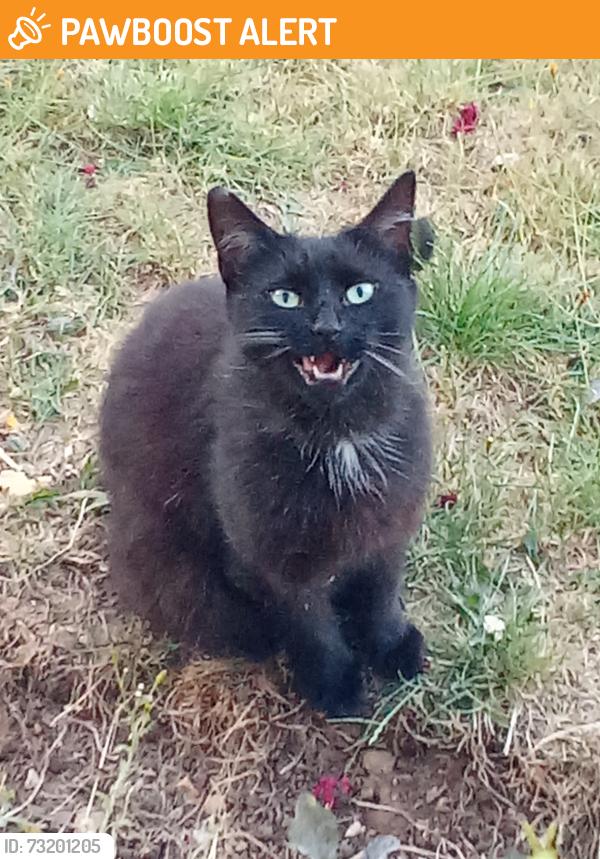 Found/Stray Unknown Cat last seen Featherby road, Medway, England ME8 6DS