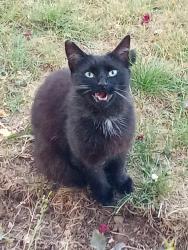 Found/Stray Unknown Cat last seen Featherby road, Medway, England ME8 6DS