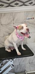 Lost Female Dog last seen Near st 27 th ave, Miami Gardens, FL 33056