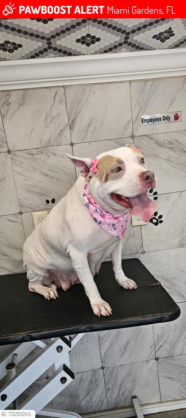 Lost Female Dog last seen Near st 27 th ave, Miami Gardens, FL 33056