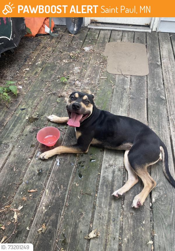 Found/Stray Female Dog last seen Robert Street South, Saint Paul, MN 55107