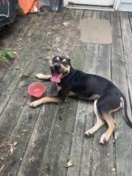 Found/Stray Female Dog last seen Robert Street South, Saint Paul, MN 55107