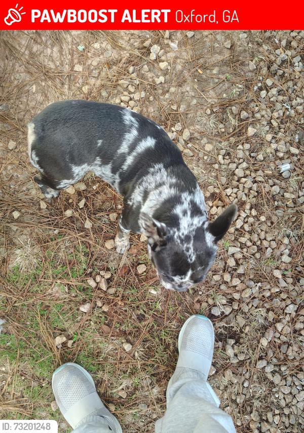 Lost Female Dog last seen Emory Way, Oxford, GA 30054